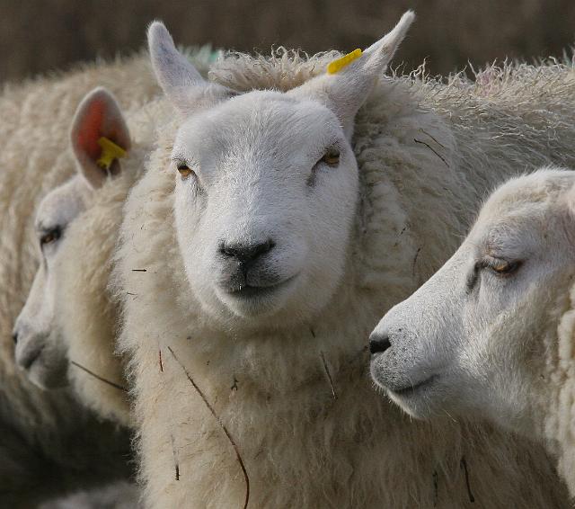 108 Texel.jpg